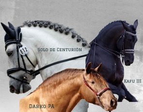 Top PRE Stallions from the Centro de Reproducción Equina Pepe Antón now available in Holland