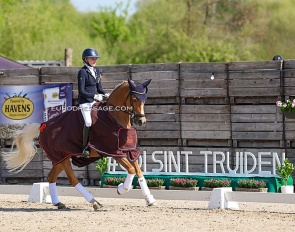 Swedish Jennifer Lindstedt and Falco win two pony classes at the 2025 CDI Sint-Truiden :: Photo © Astrid Appels
