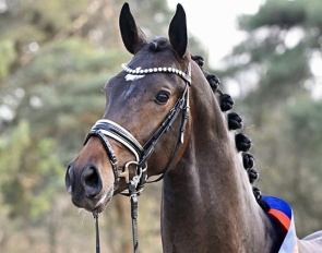 champion stallion Zarenstern by Zuperman – San Amour :: Photo © Beelitz