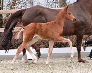 Dynamic Renard (by Dynamic Pur x Quadroneur)