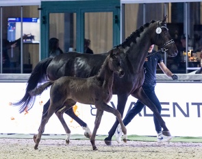 Valentino AVE at the joint foal auction during 2025 Horses and Dreams CDI Hagen