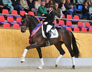 Zarenstern, champion of the 2025 Oldenburg Saddle Licensing and price highlight of the auction
