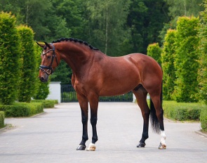 Nero W (by Inclusive x Tango)