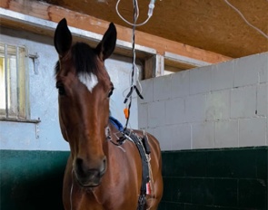 Fabuleuse Surprise at the equin clinic in Telgte :: Photo © Anna Timm