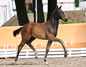 Escador HS, colt by Escamillo x Bailamos Biolley x Don Bosco