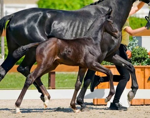 Tabaluga (by True Hope PS x Dancier Gold)