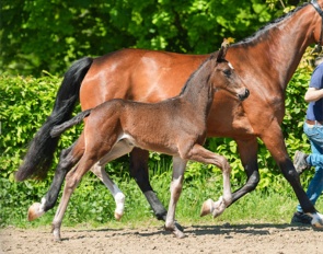 Little Lindenberg (by Lindenberg x Valdiviani)
