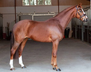 Solar (by Sir Heinrich x De Niro x Hohenstein)