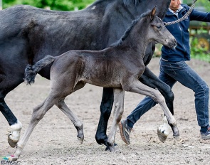 SoHo (by Seattle x Rotspon x Lauries Crusador xx)