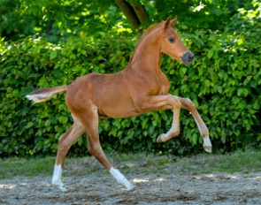 Seacraft (by Seacrest x Falihandro x Rubin Royal) 