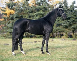 Dauphin at Aileron stables in Canada