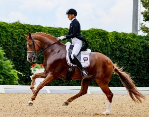 Bettina Kendlbacher on Broadmoars Don Alfredo at the 2025 CDI Achleiten ::  Photo © CDI Achleiten 