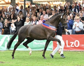 Füchtels Hedda by Bonds out of El./OLHPr.St. High Heels by Damon Hill, breeder: ZG Gut Füchtel, Vechta :: Photo © Kiki Beelitz for OLD