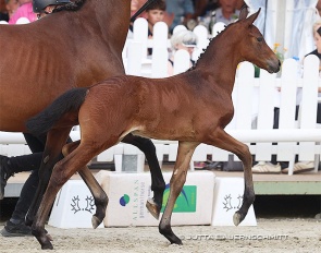 Diamond Dream (by Grafenstolz x Dragon Pulse xx) :: Photo © Jutta Bauernschmitt