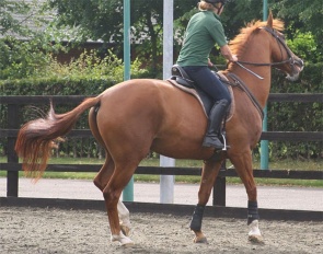 Figure 1 Horse reluctant to go forwards; tail swishing, head tilt, mouth open with separation of the teeth and head above vertical. Compare with Figure 4.