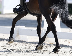 Wanted: FEI Dressage Pony with quality to make a team :: Photo © Astrid Appels