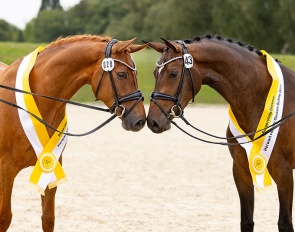 Champion Mare  Joyride (right) and reserve Champion Mare  Embella Rose (left) :: Photo © Hannoveraner Verband)