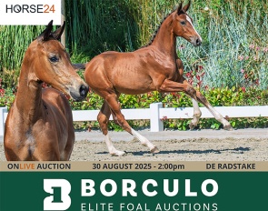 2025 Borculo Foal Auction
