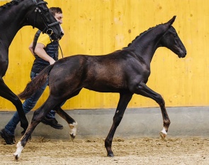 True Prince (by True Hope PS x Don Frederico)