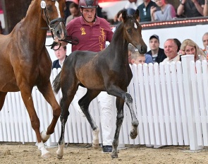 True Fino (by True Hope x Quadrofino) :: Photo © Bjorn Schroeder