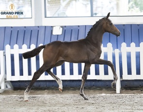 Silberaster K  (Viva Gold x De Niro) filly
