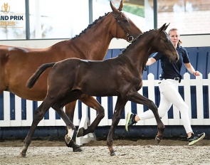 Vaskur EF (by Glamourdale x De Niro)