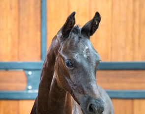 Sir Romance (by Sir Donnerhall x Ferro x Romancier) 