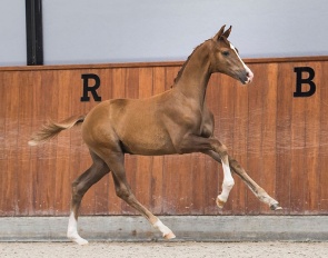 Vanquish (One Million x San Remo), a son of the well-known National Championship Mare D.Obertje