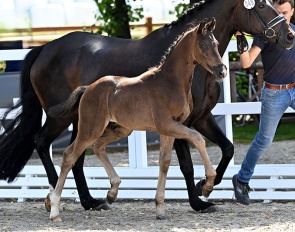 True Dalou (by True Hope PS x Furst Romancier)