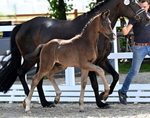 True Dalou (by True Hope PS x Furst Romancier)