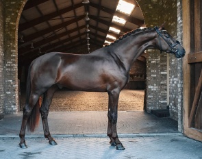 Sunrays Flower  - 3 year old stallion by Las Vegas x Fürsten-Look x Future