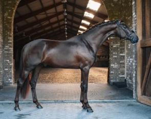 Sunrays Flower - 3 year old stallion by Las Vegas x Fürsten-Look x Future