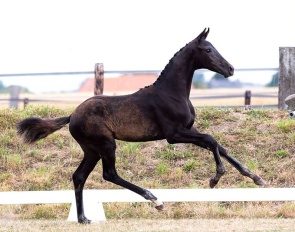 Colt Carat Noir from 't Huka (by Secret Lover x Jameson x Sandro Hit)