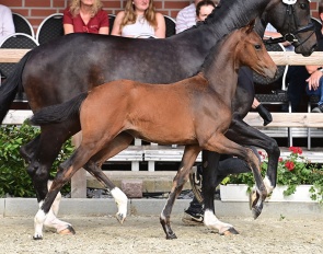 Versailles B (by Veneno x Fidertanz) :: Photo  © OLD Art