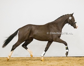 Mr Desperado CVT, aka Malaga, at the pre-selection for the 2020 KWPN Stallion Licensing :: Photo © Digishots