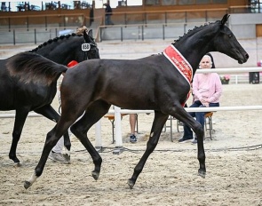 Kalani vom Loo CH (by Moreno x Bretton Woods) :: Photo © Katja Stuppia