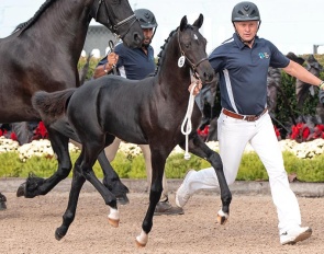 Valentine ISF, by Kaiman x Tjalbert  460 :: Photo © Pam Coath