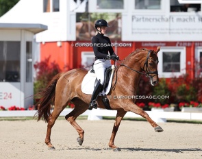 Saluna W as guinea pig at the 2025 World Young Horse Championships in Verden :: Photo © Astrid Appels