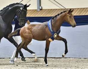 Viticello OREA