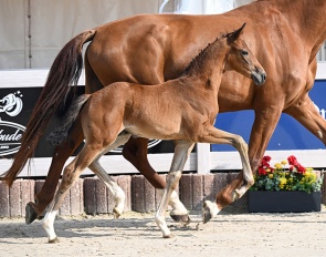  Furstin Vitalia (by Furst Zonik PS x Vitalis :: Photos © Hubert Fischer