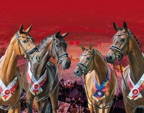  Westphalian and Bundeschampion For Sale in the 2025 Westphalian Autumn Elite Auction on 5 October 2025