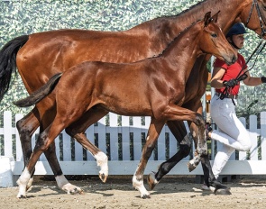 Global Günter M (by Global Hope x Vitalis) :: Photo © Recki Media