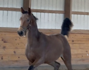 Colt by For Dance x Governor
