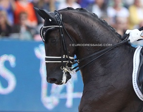 A head/neck position at the 2013 European Dressage Championships :: Photo © Astrid Appels