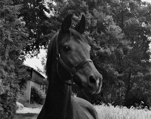 Maradonna (by Donnerhall x Classiker) 