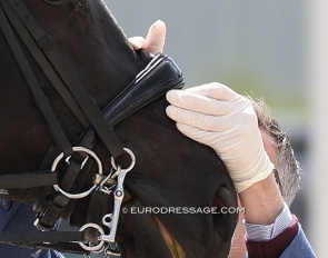 Noseband tightness being checked by a steward :: Photo © Astrid Appels