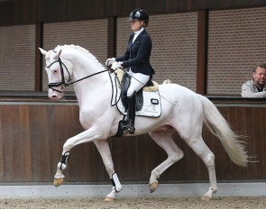The German bred Esquin White  (Escamillo x Florencio I) :: Photo © Sandra Nieuwendijk
