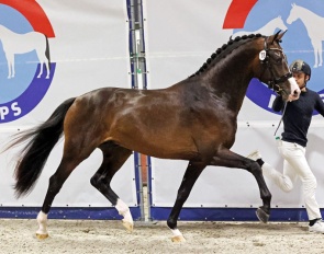 So Next Level, the champion of the 2025 NRPS Stallion Licensing :: Photo © Sandra Nieuwendijk