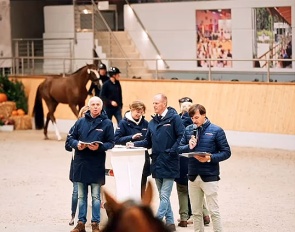 Pre-selection for the 2025 Oldenburg Stallion Licensing