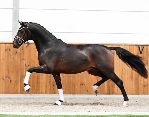 Tiiësto M (by My Blue Horse Santiano x High Five U.S. x Krack C)